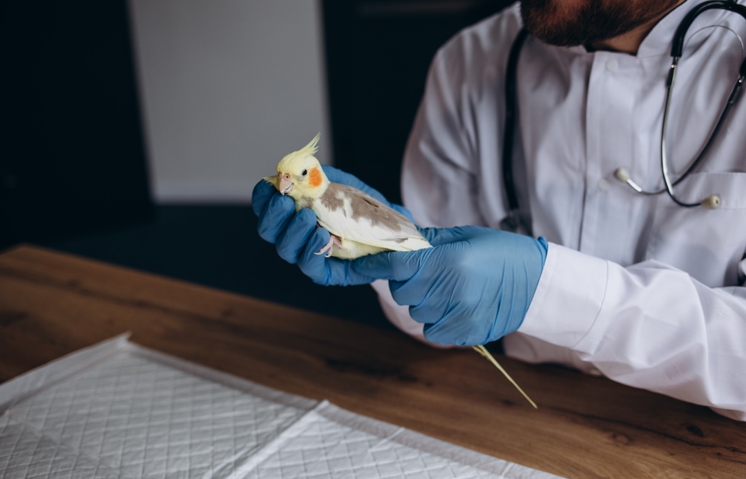 Veterinarian doctor is making a check up of a parrot.